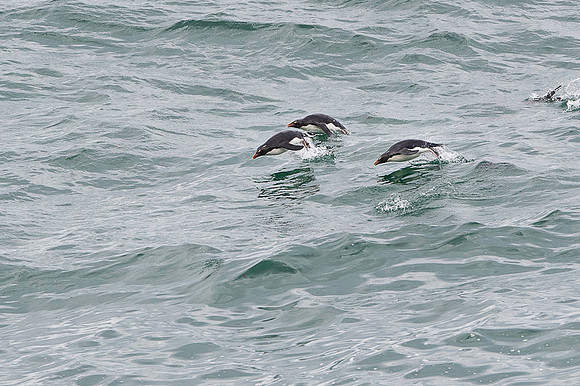 Southern rockhooper penguin