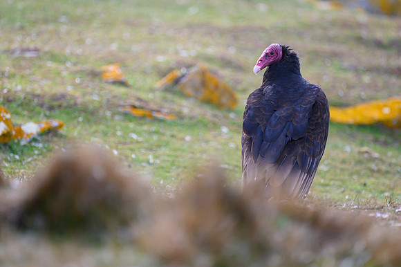Turkey Vulture