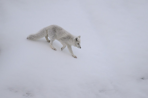 Arctic fox White