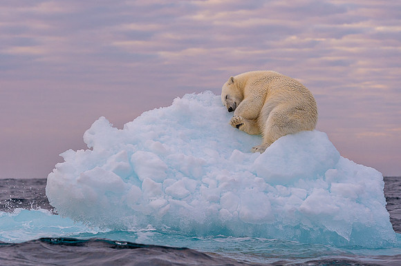 Polar bear