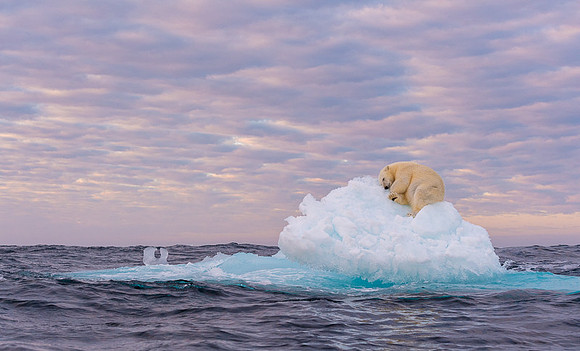 Polar bear