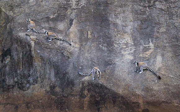 Ring-tailed lemurs