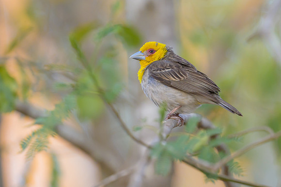 Sakalava weaver