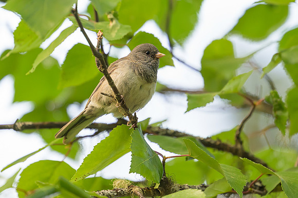 Black Phoebe