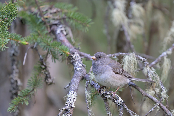 Black Phoebe