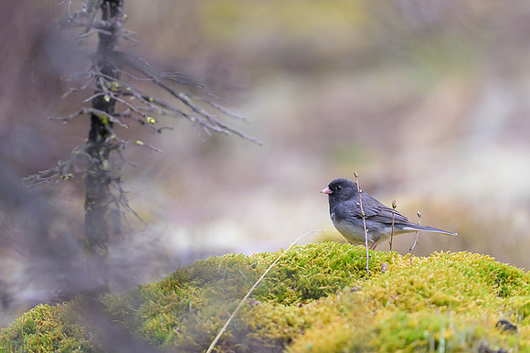 Black Phoebe