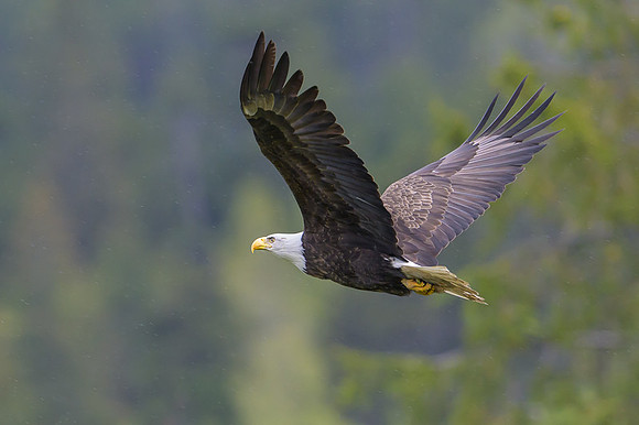 Bald Eagle