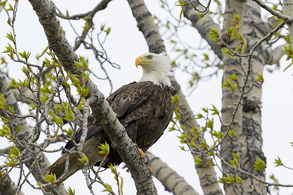 Bald Eagle