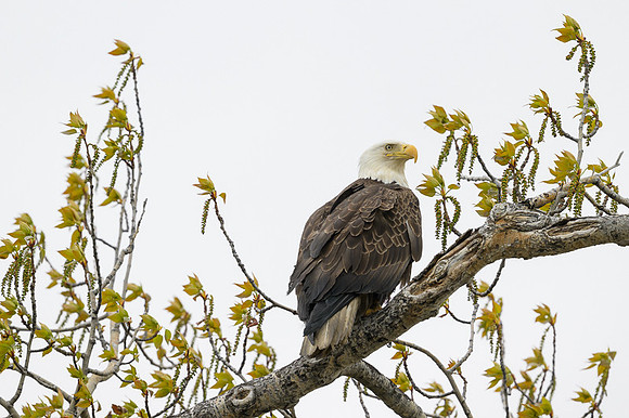 Bald Eagle