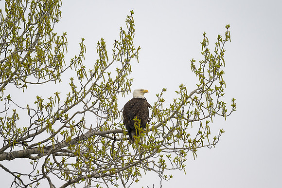 Bald Eagle