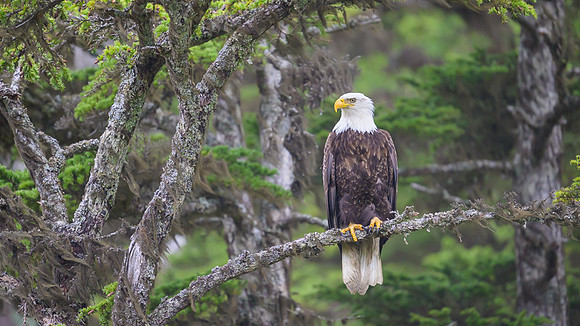 Bald Eagle
