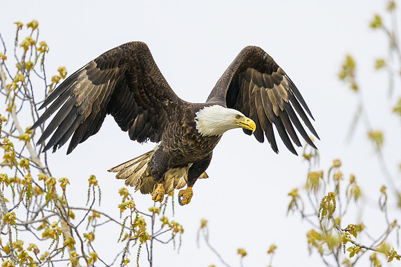Bald Eagle