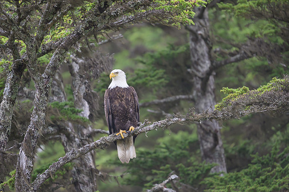 Bald Eagle