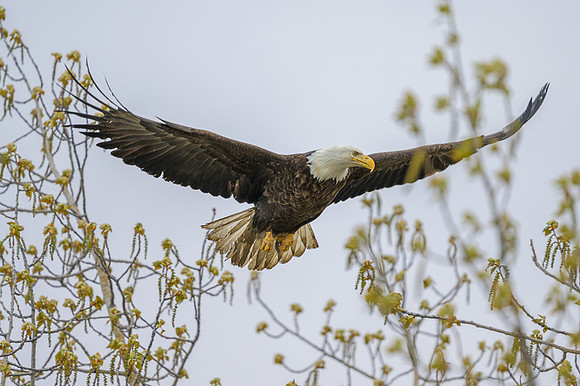 Bald Eagle