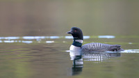 Common loon