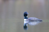 Common loon