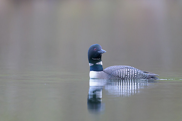 Common loon