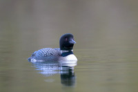 Common loon