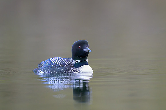 Common loon