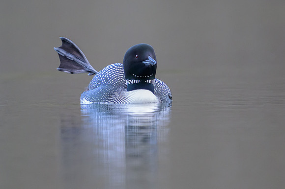 Common loon