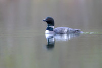 Common loon