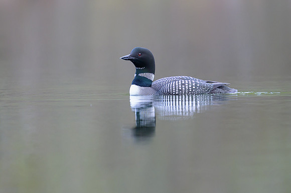 Common loon