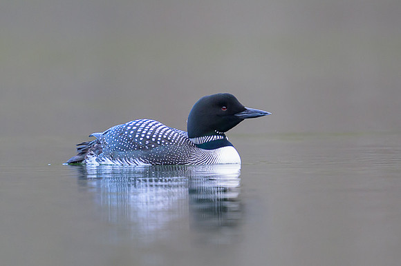 Common loon