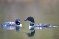 Common loon