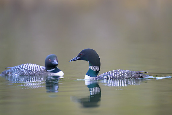 Common loon