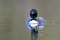 Common loon