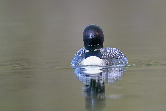 Common loon