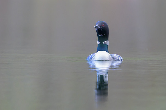 Common loon