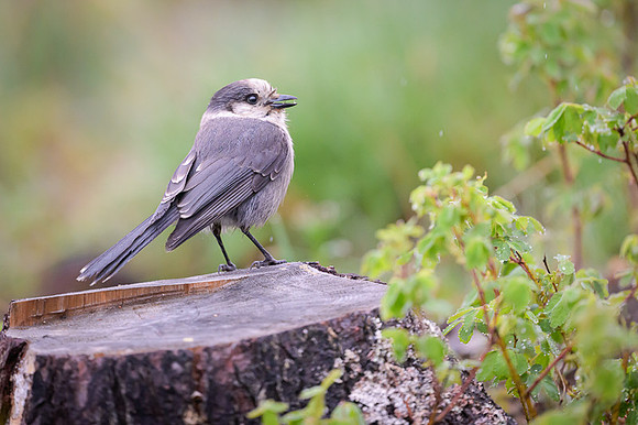 Gray Jay