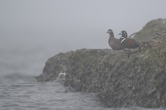 Harlequin Duck
