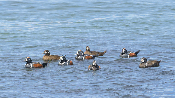 Harlequin Duck