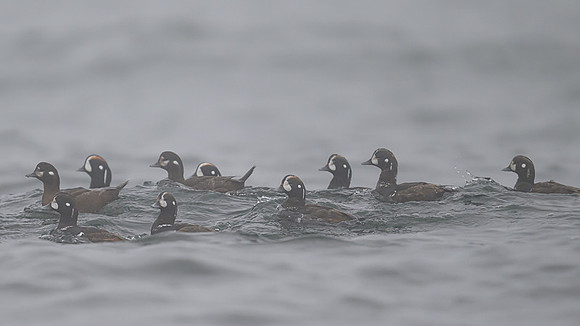 Harlequin Duck