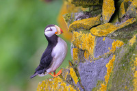 Horned Puffin