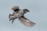 Least Auklet