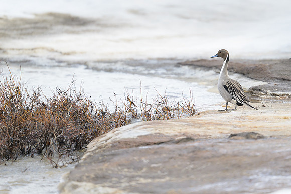 Northern Pintail Duck
