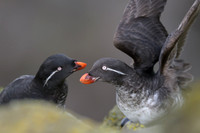 Parakeet Auklet
