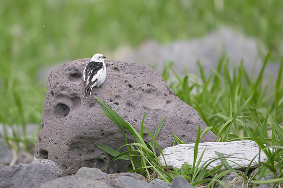 Snow Bunting