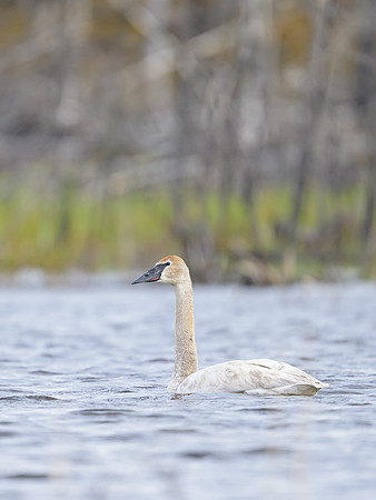 Tundra Swan
