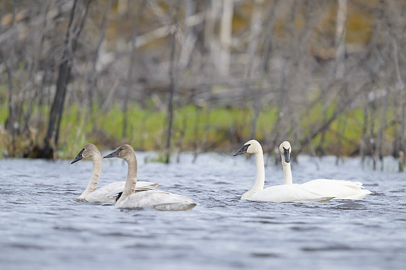 Tundra Swan