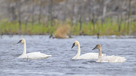 Tundra Swan