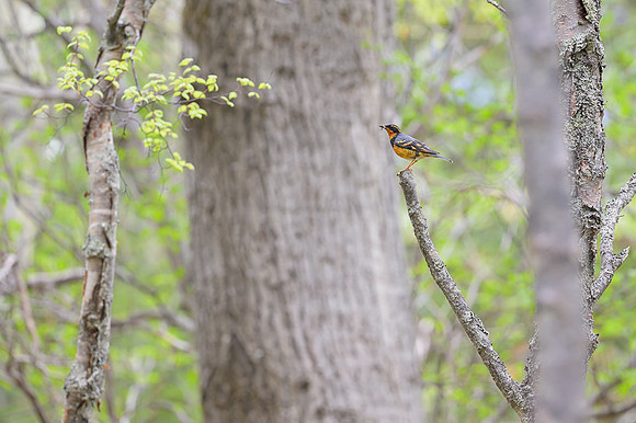Varied Thrush