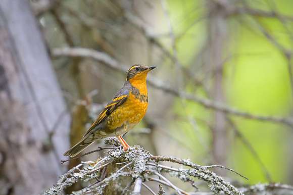 Varied Thrush