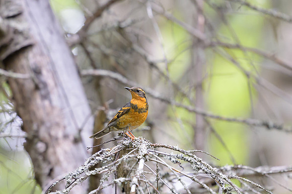 Varied Thrush