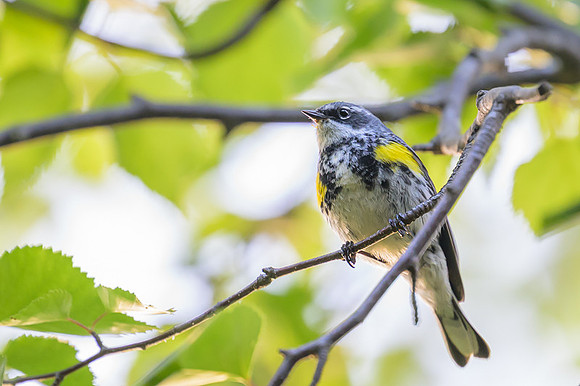 Yellow-rumped Warbler