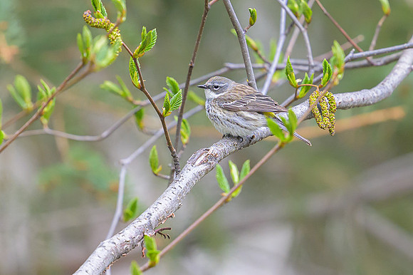 Yellow-rumped Warbler