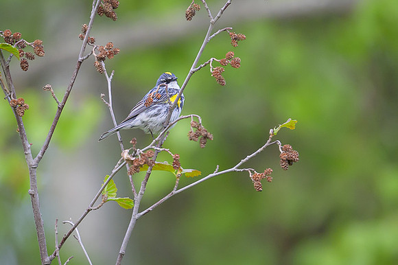 Yellow-rumped Warbler
